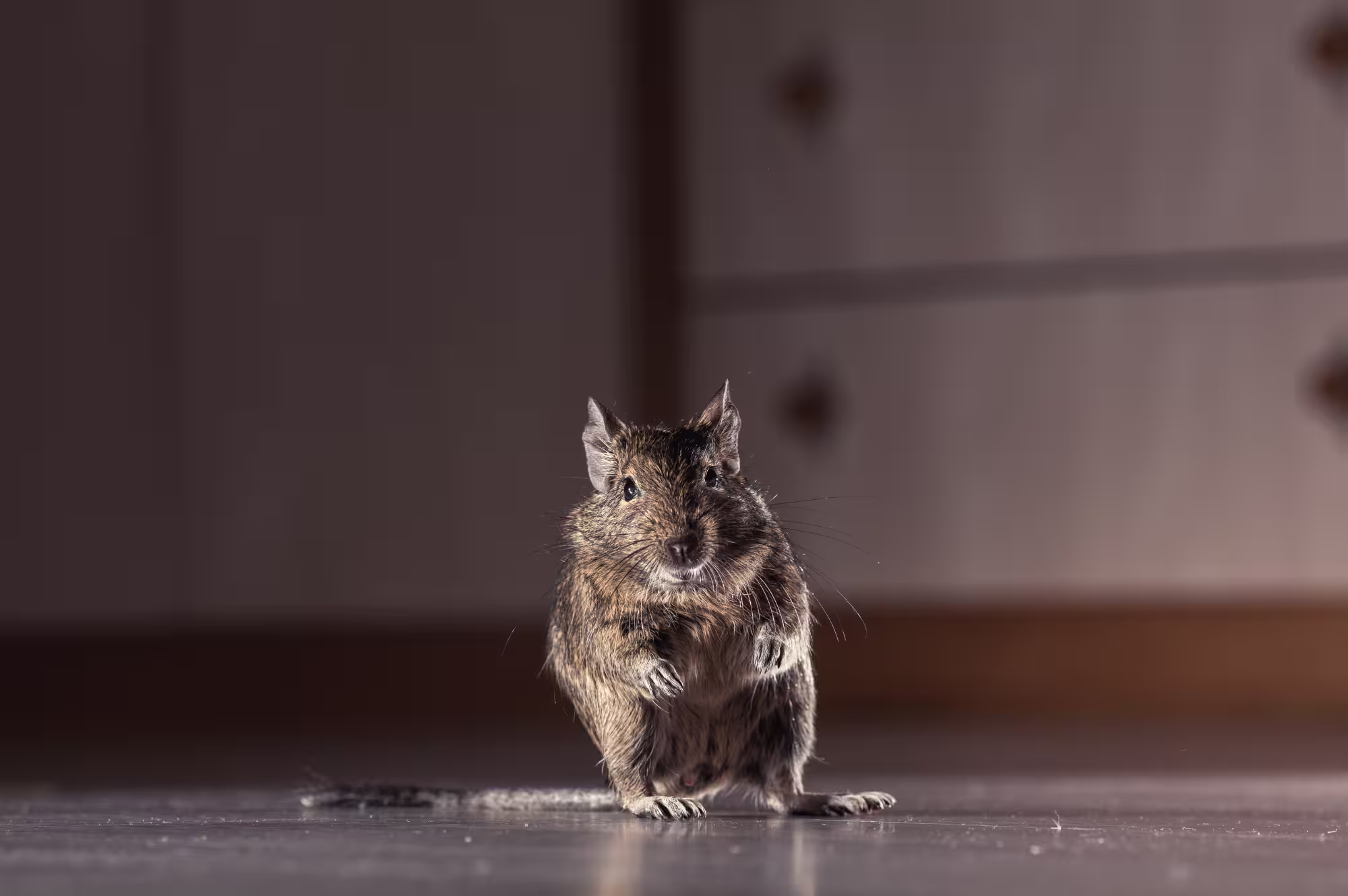 Pest control field-service scene