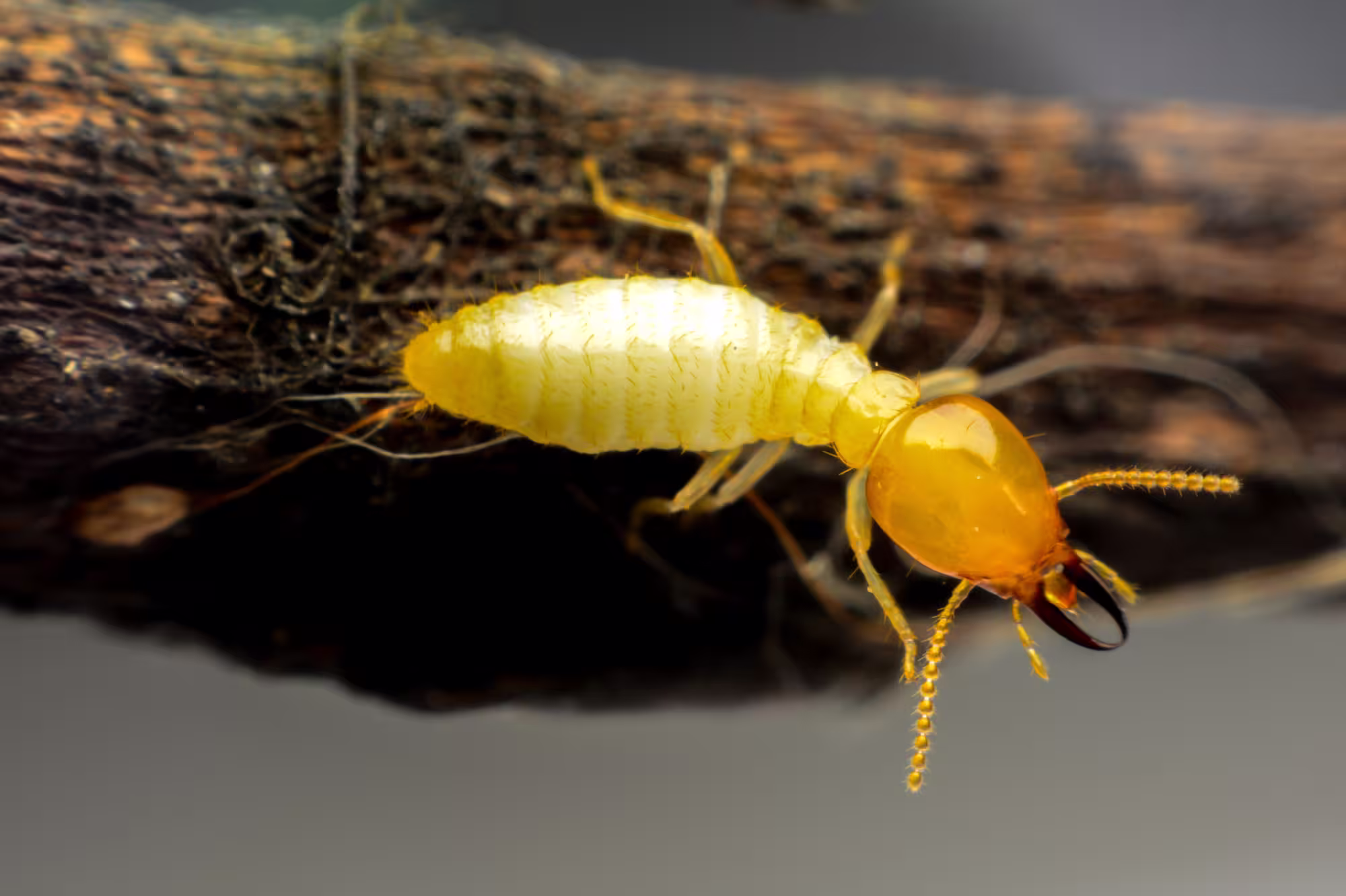 Pest control field-service scene